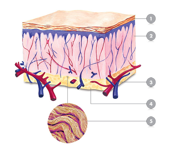 Colladeen Skin Structure graphic - image